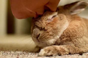 Sleepy-Bunny-Gets-a-Kiss-from-His-Human