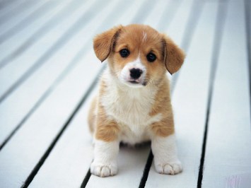 animal-wallpapers-cute-beagle-puppies-wallpaper-31121