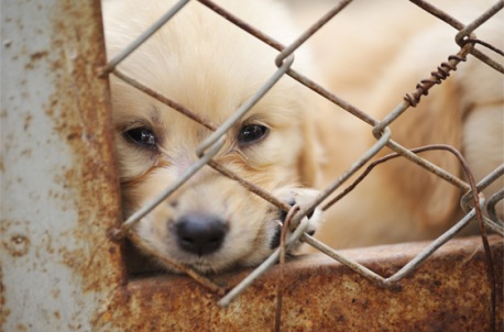 561x370_puppy-cage