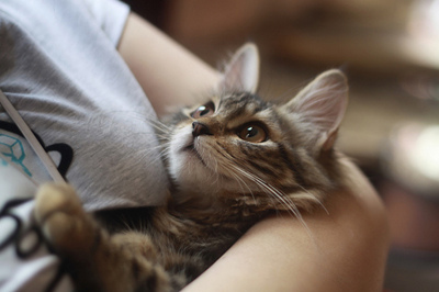 animal-cat-cute-hug-Favim.com-246441