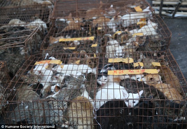 29C6A00E00000578-3131202-Cruel_Images_taken_in_Yulin_only_this_morning_show_cats_crammed_-a-45_1434724426318