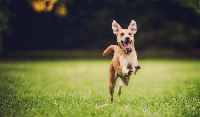happy-dog-running-by-500px.jpg