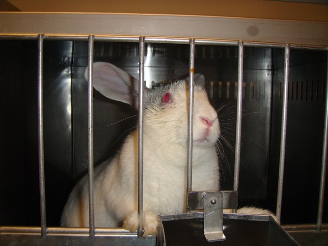 rabbit-in-lab-cage.jpg